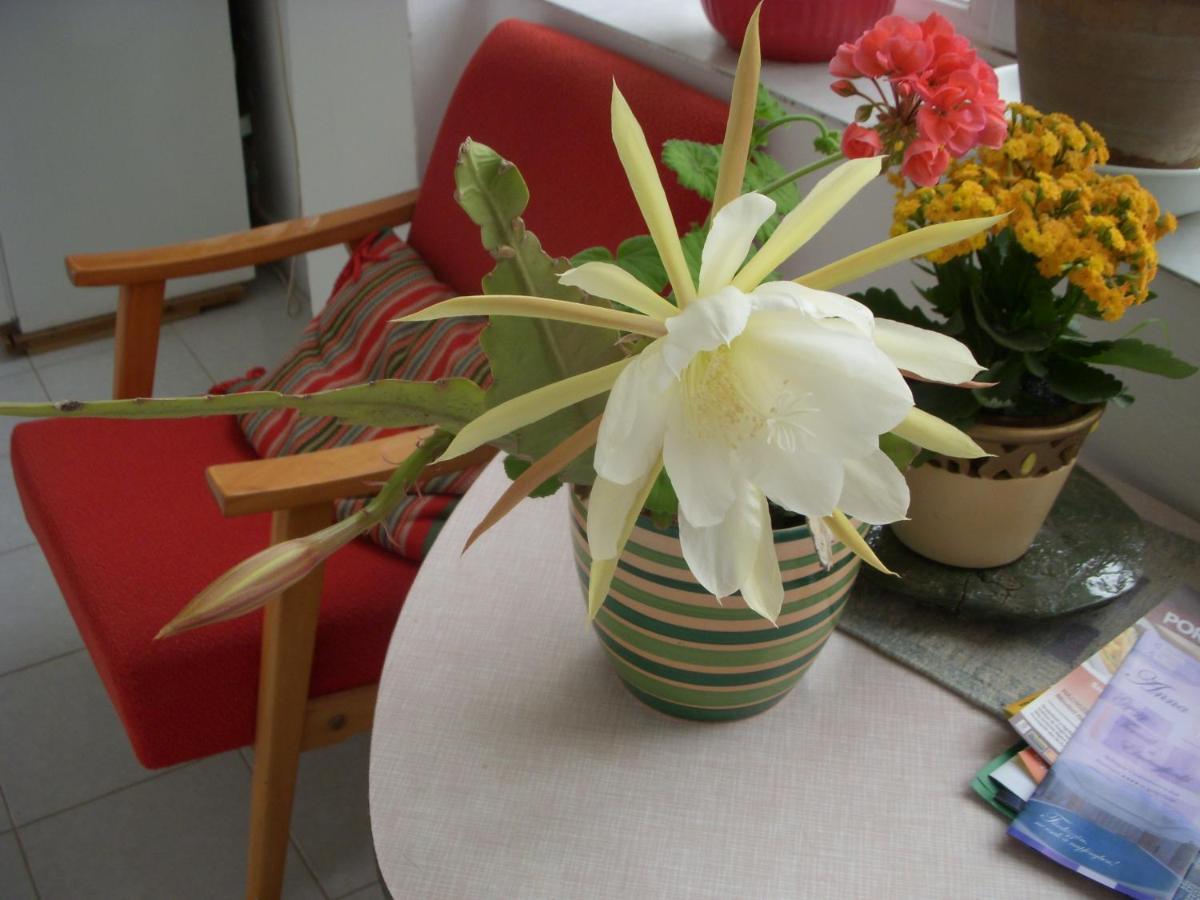 39号花园小屋公寓 塞格德 外观 照片