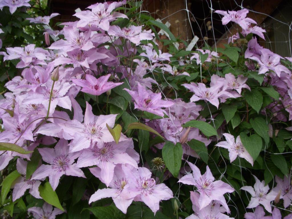 39号花园小屋公寓 塞格德 客房 照片